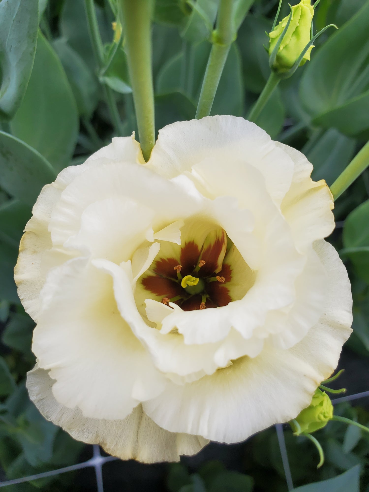 Lisianthus