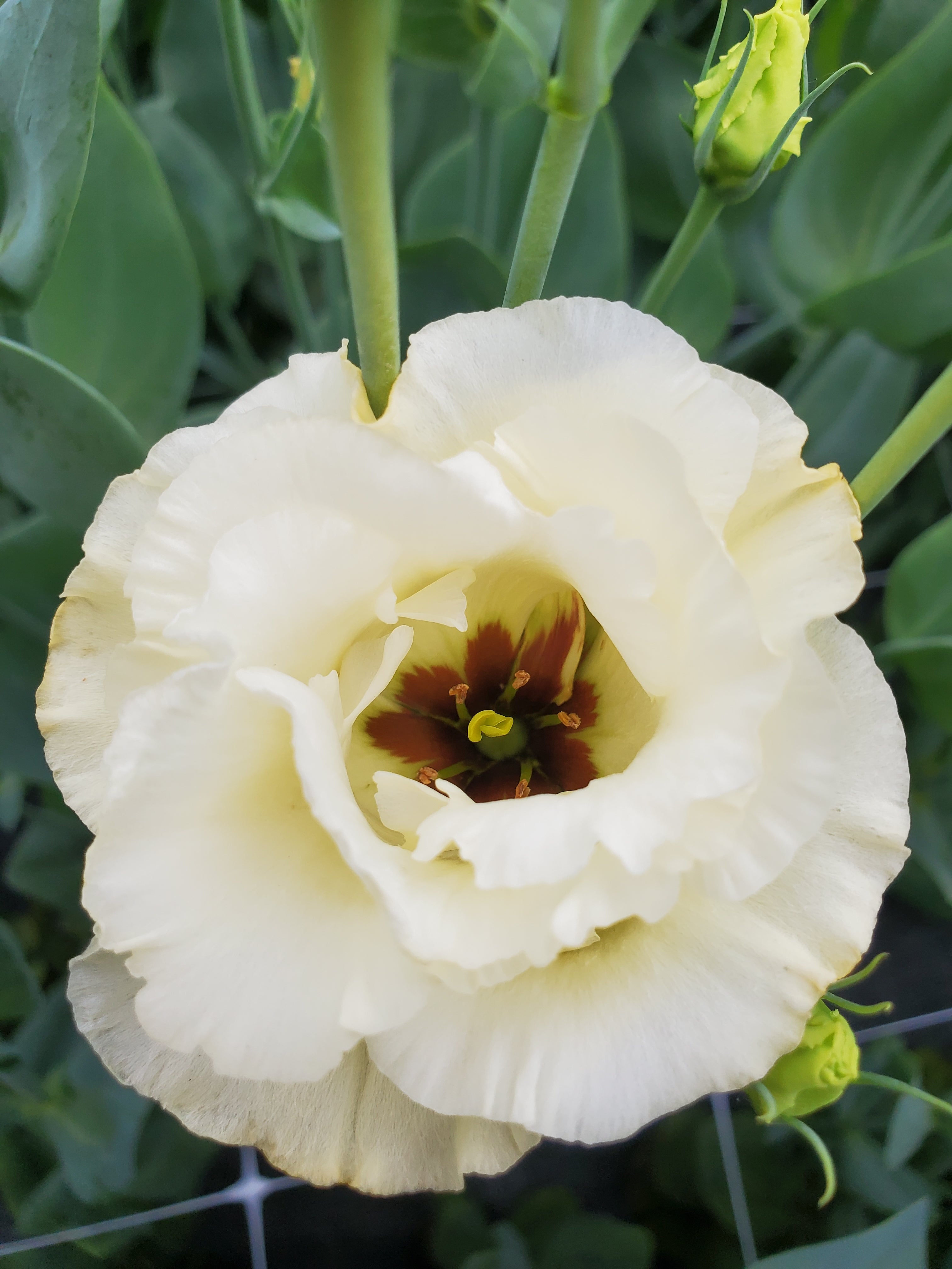 Lisianthus