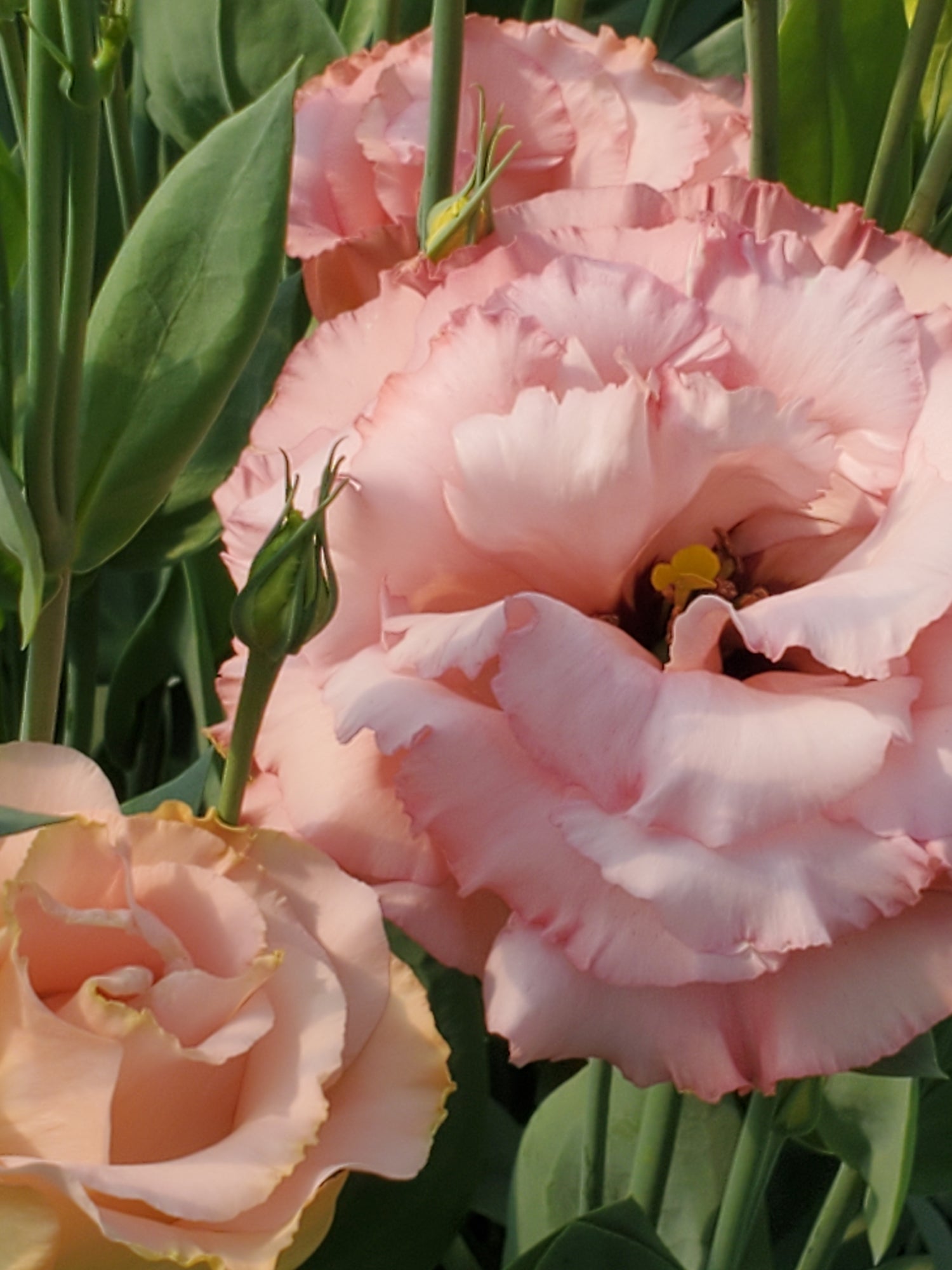 Lisianthus