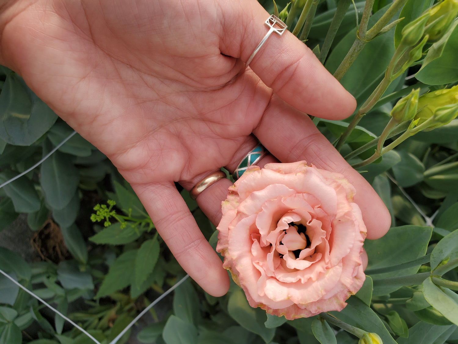 Lisianthus