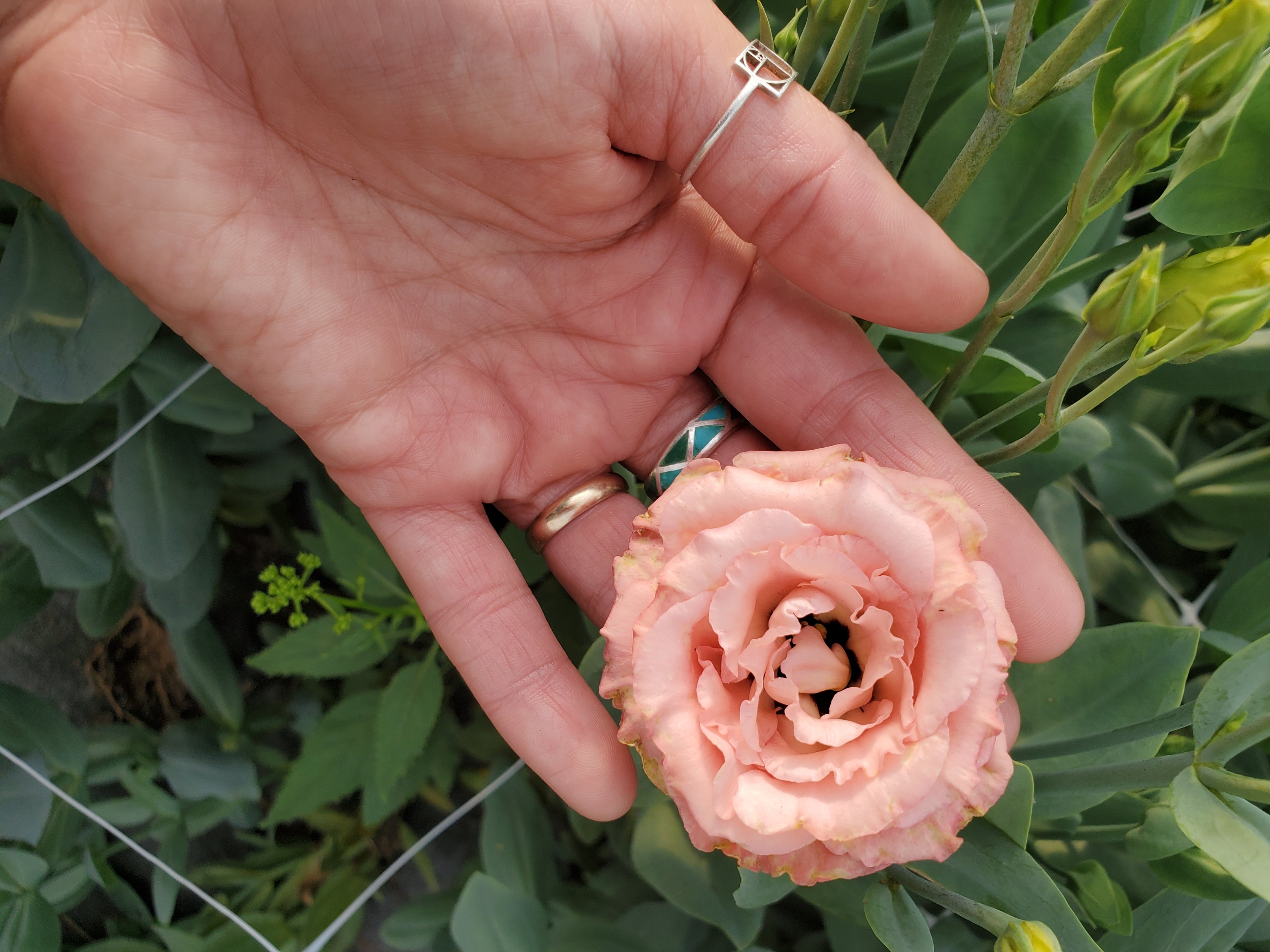 Lisianthus
