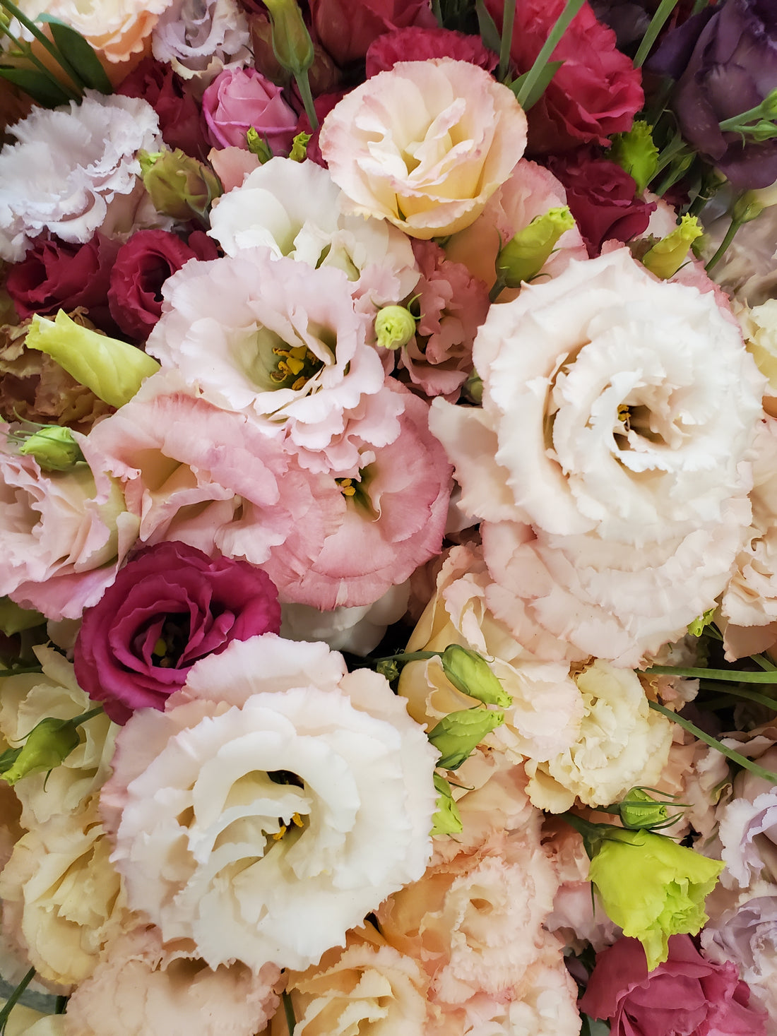 Lisianthus