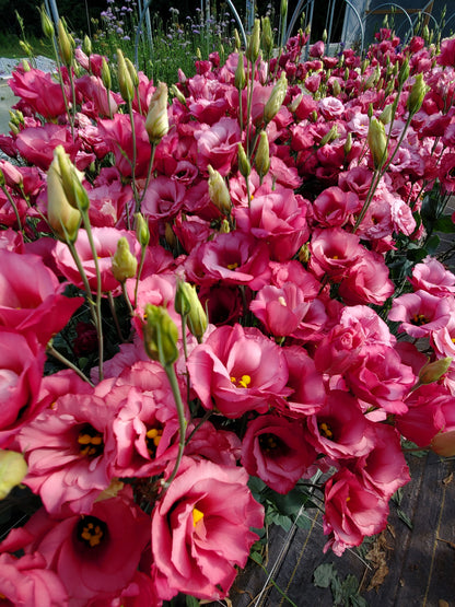 Lisianthus