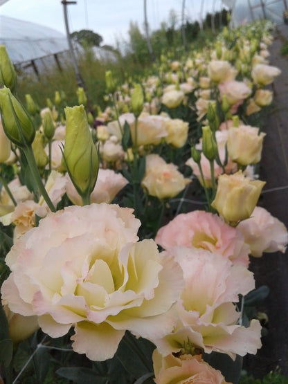 Lisianthus