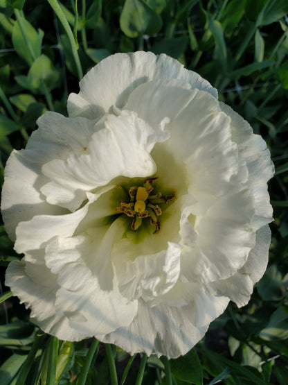 Lisianthus