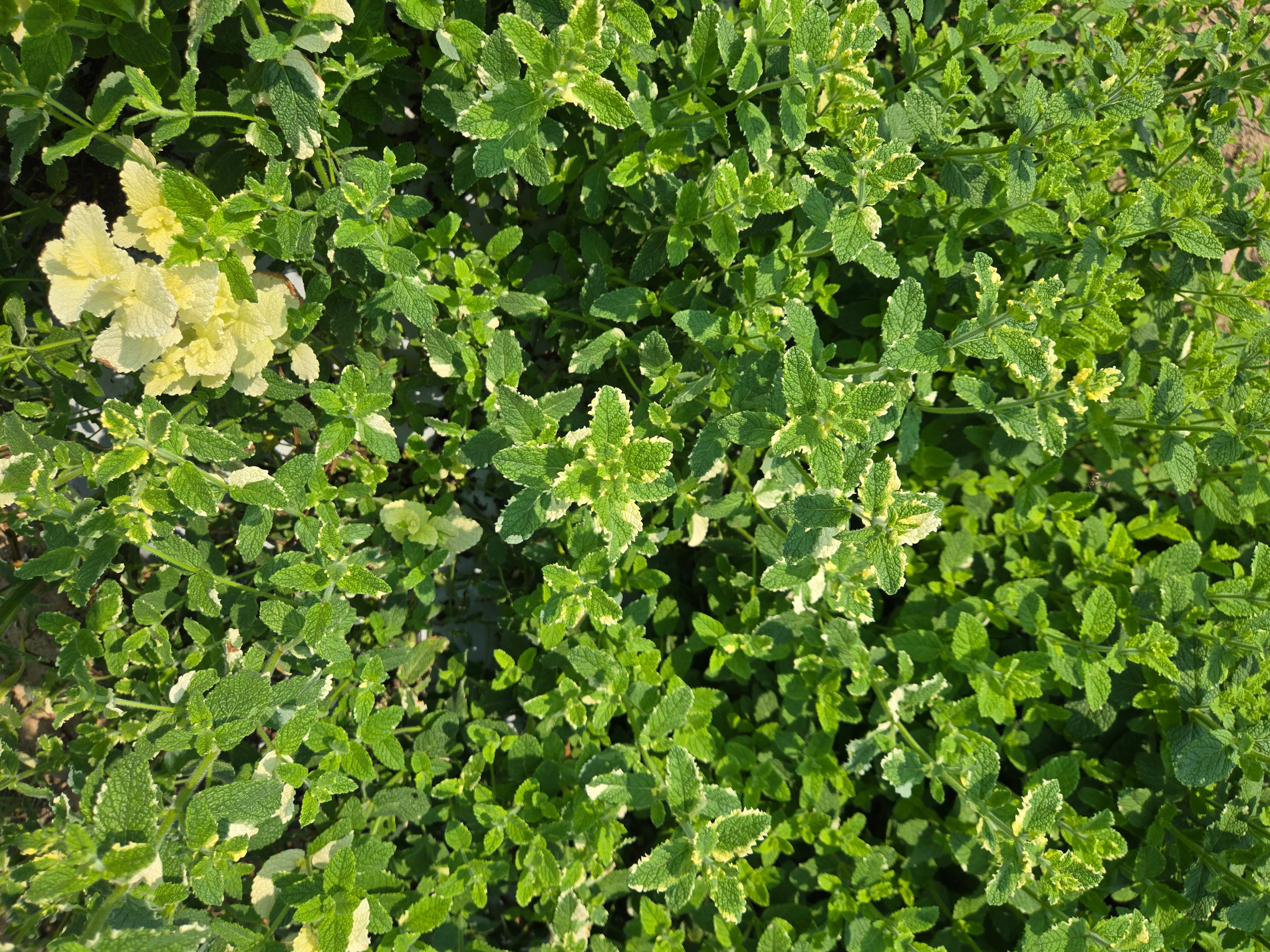 Mint
