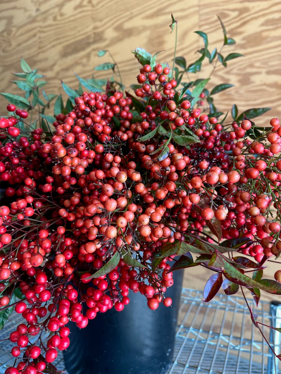 Nandina Berries