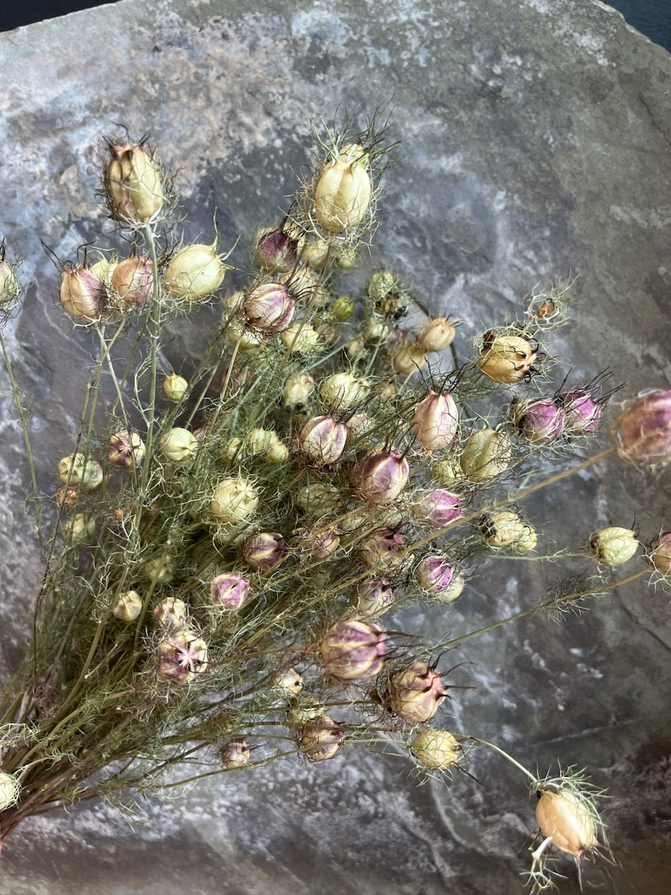 dried seed pods for flower arrangements Nigella Pods