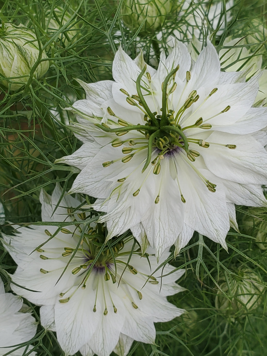 Nigella