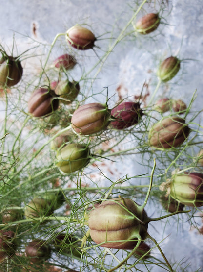 Nigella