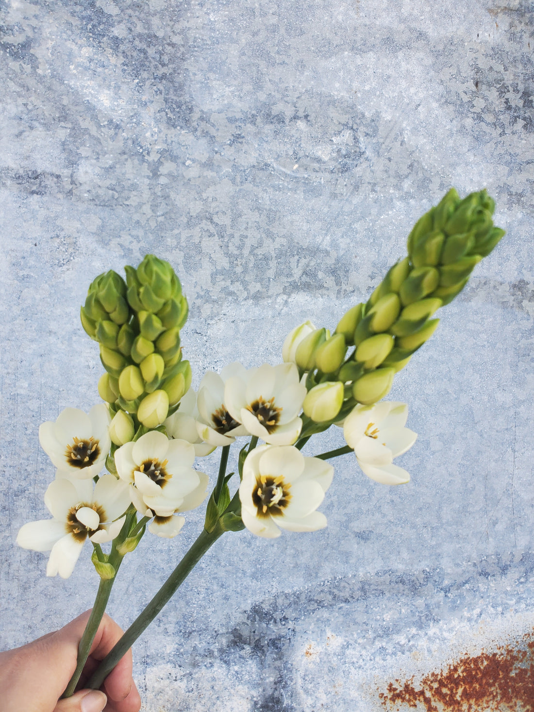 Ornithogalum / Star of Bethlehem