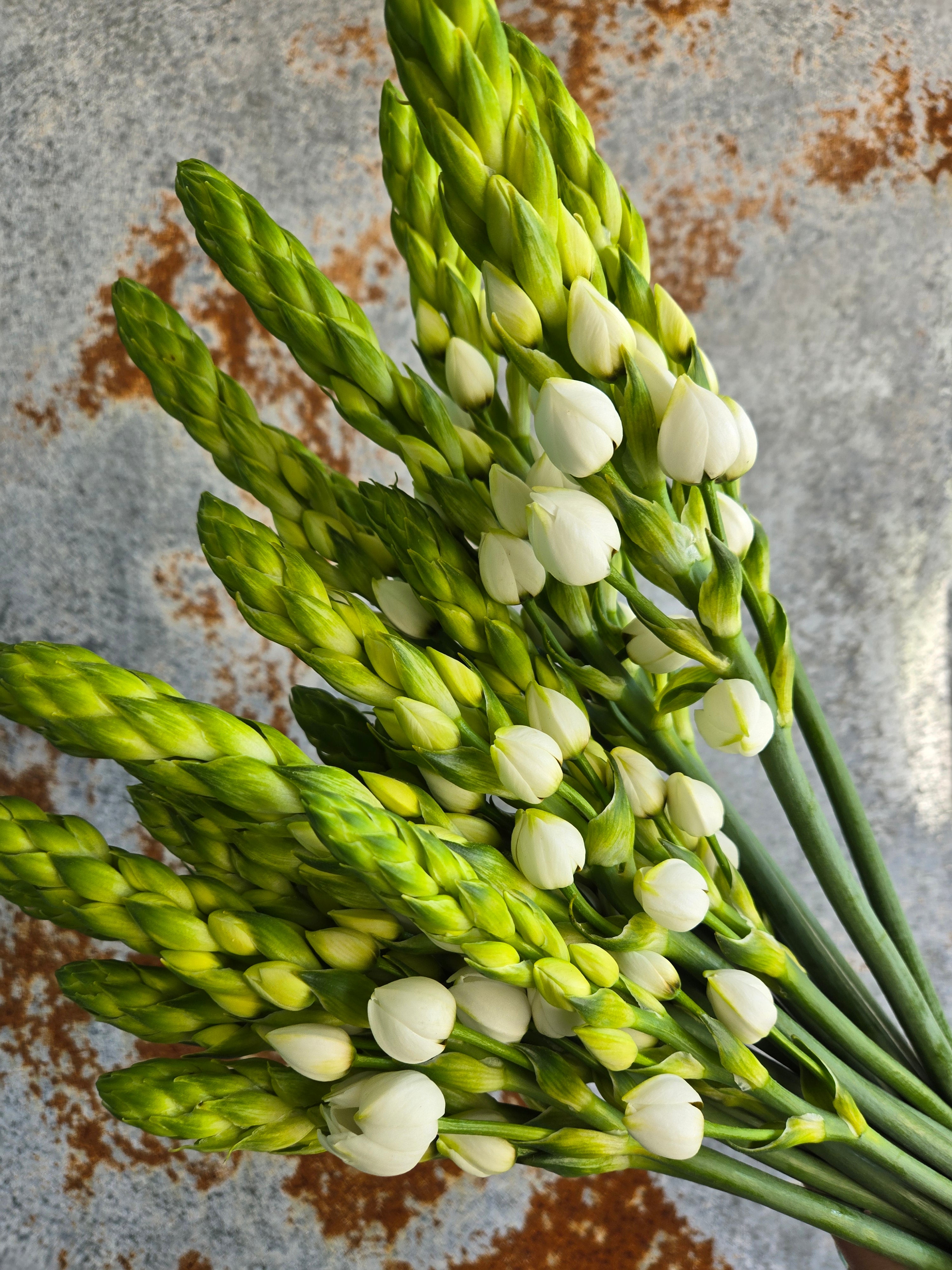 Ornithogalum / Star of Bethlehem