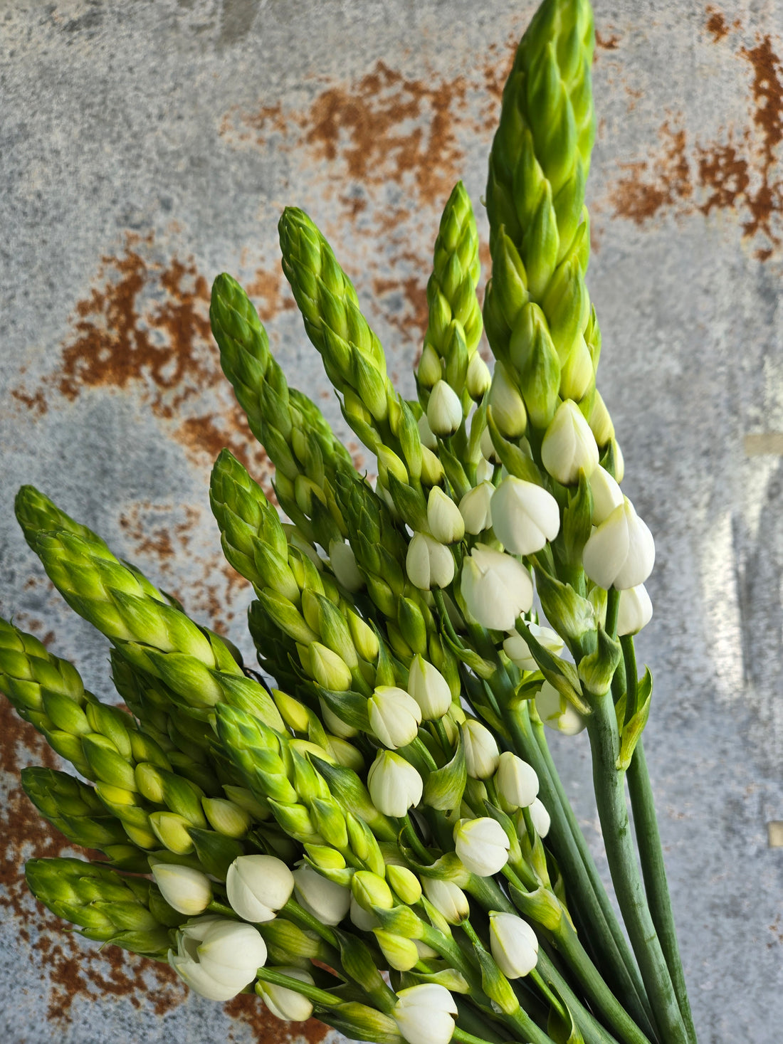 Ornithogalum / Star of Bethlehem