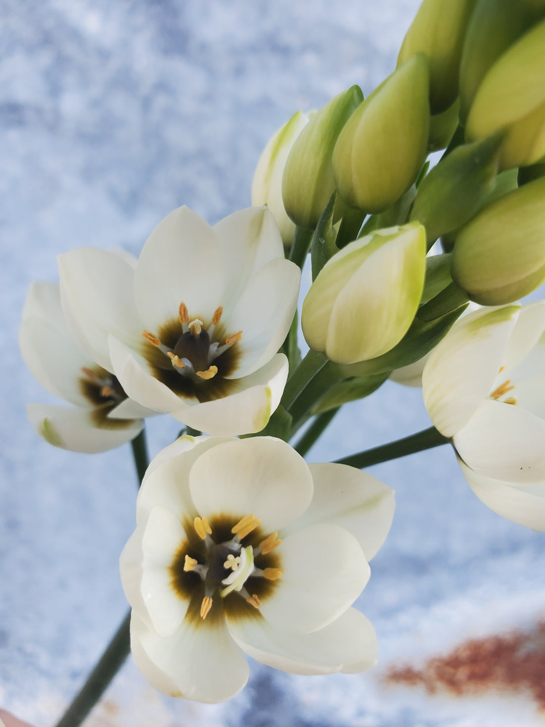 Ornithogalum / Star of Bethlehem