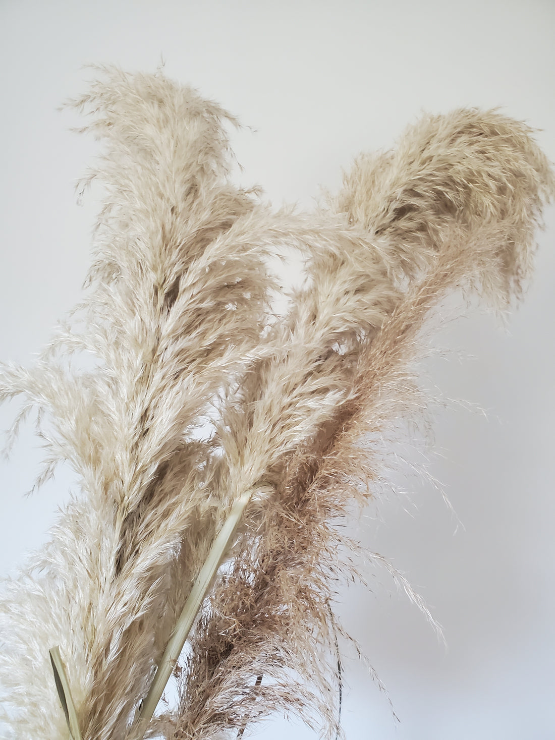 Pampas Grass - Dried