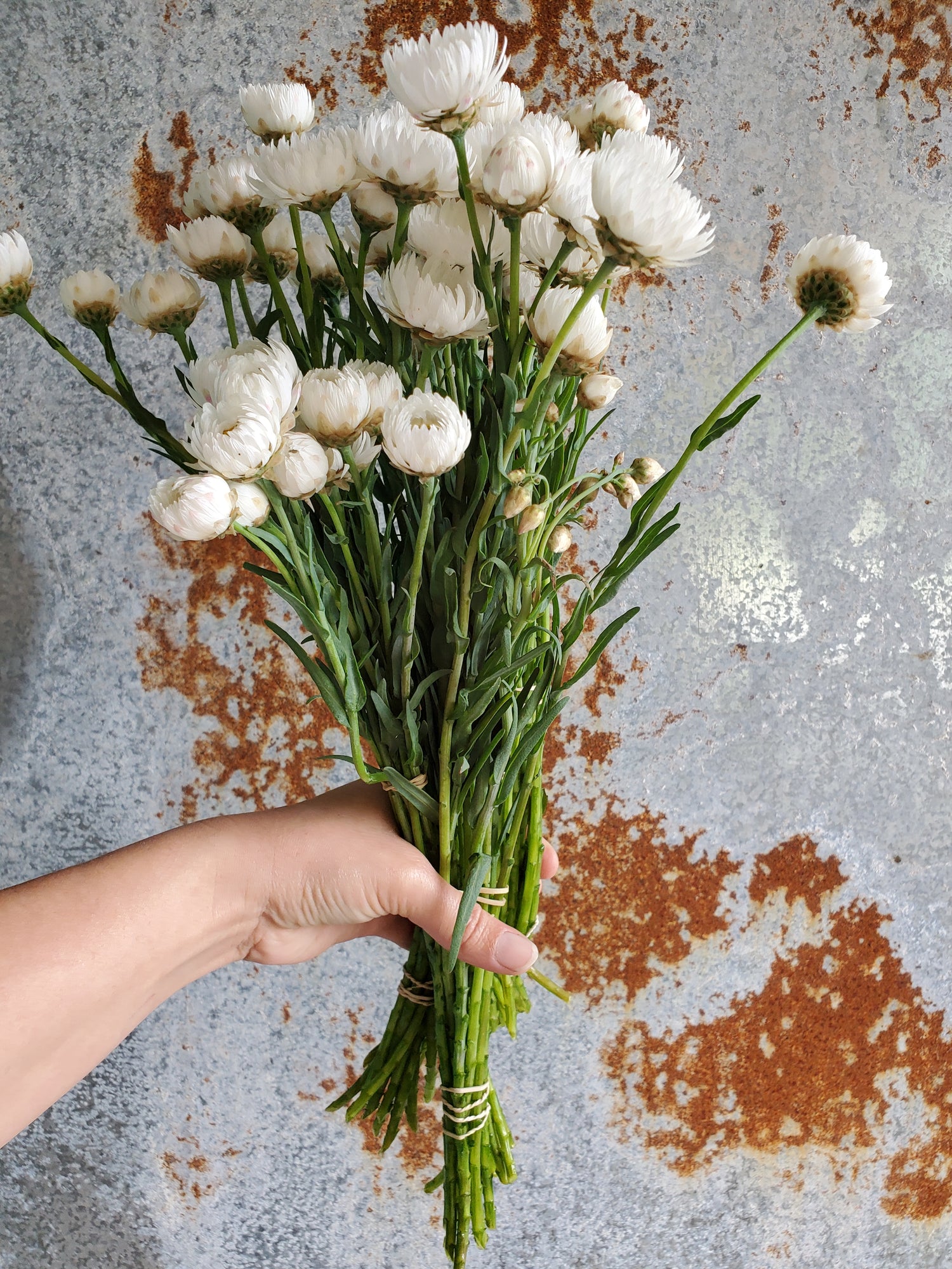 Paper Daisy