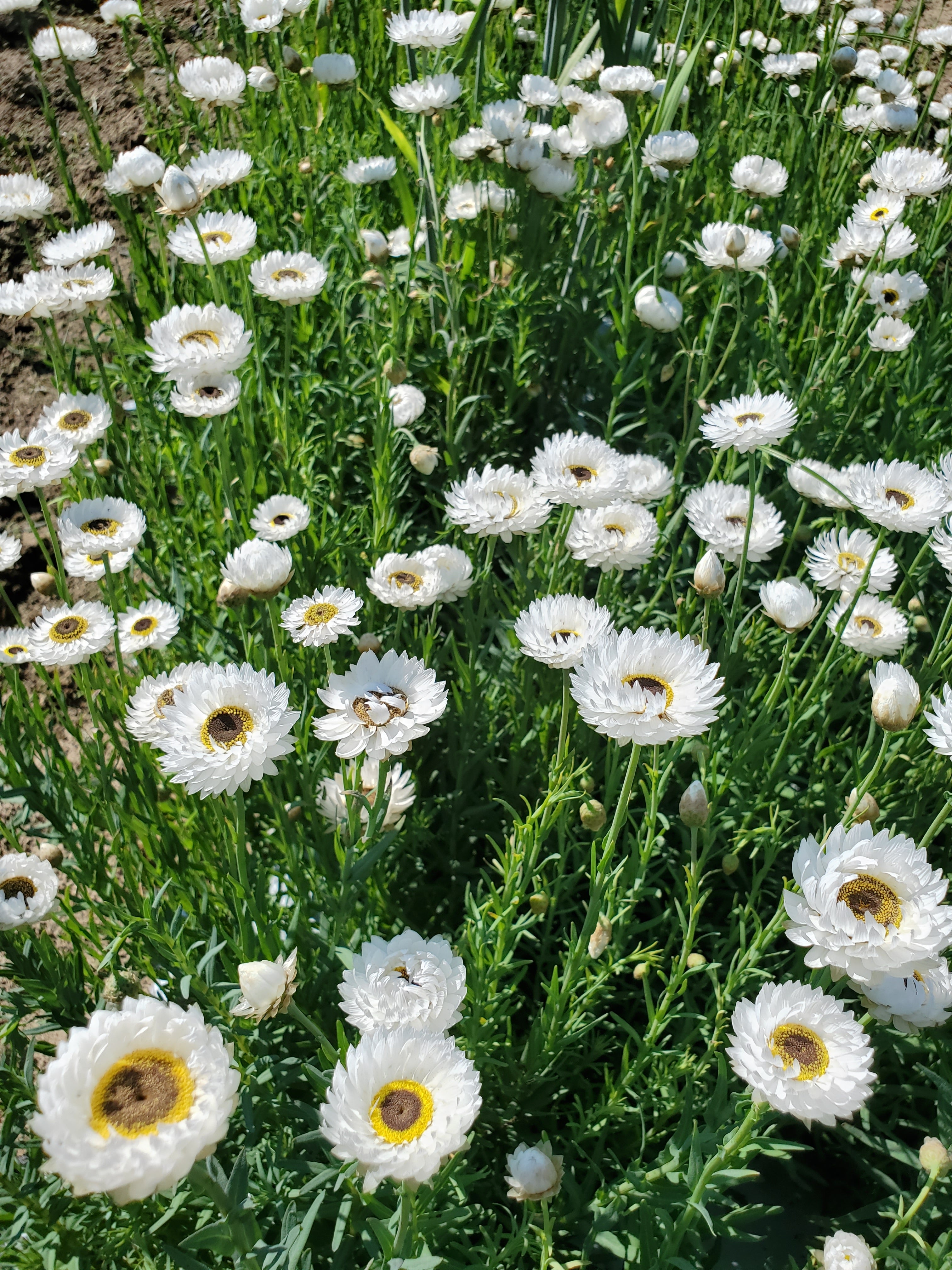 Paper Daisy