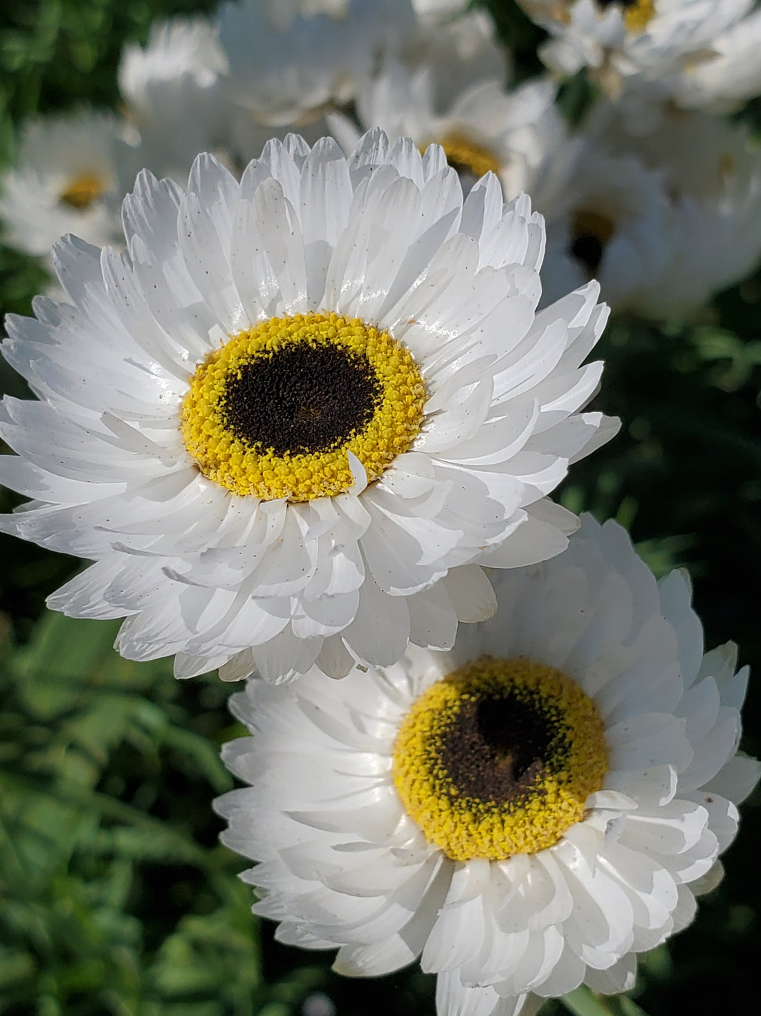 Paper Daisy