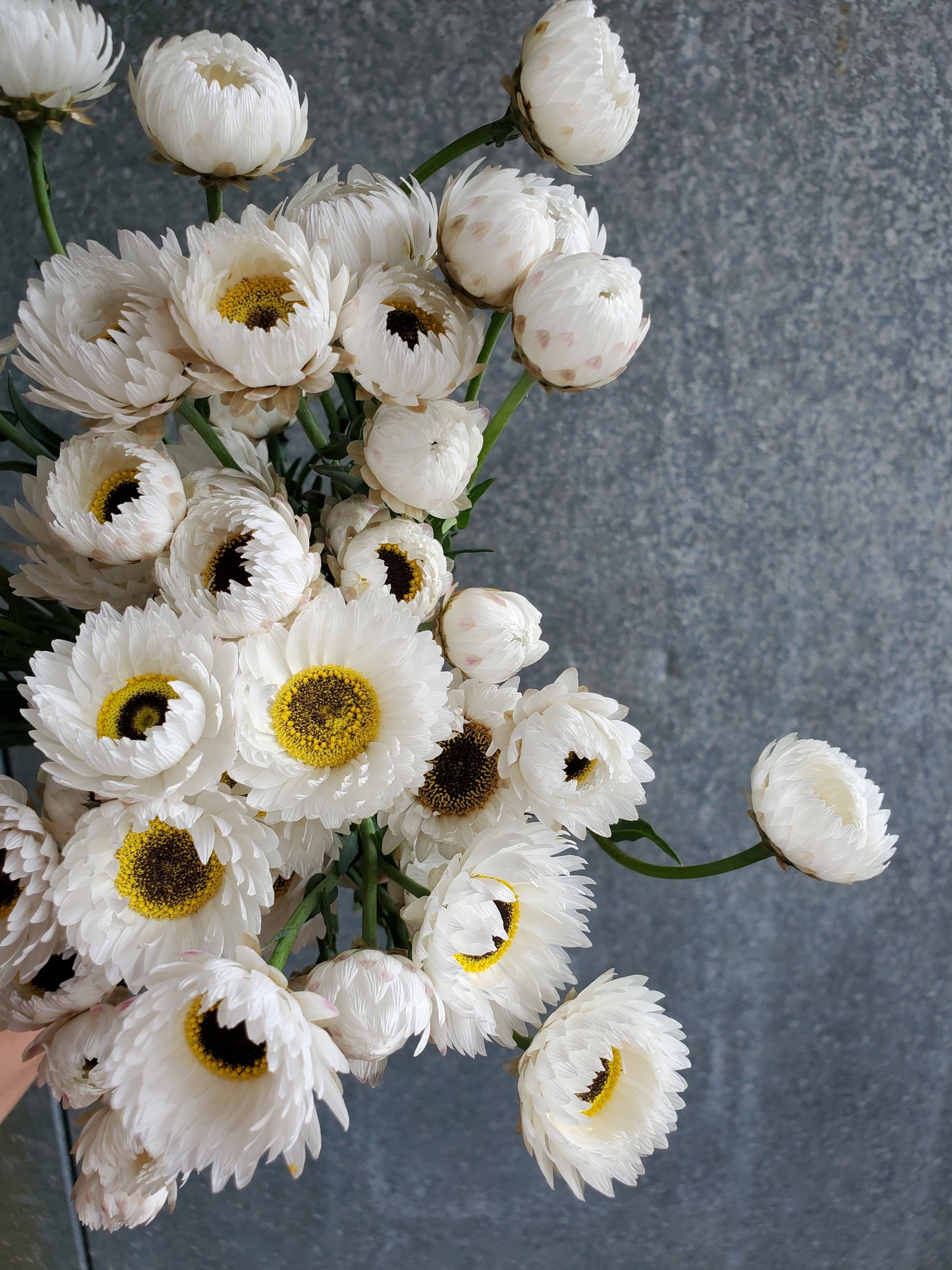 Paper Daisy