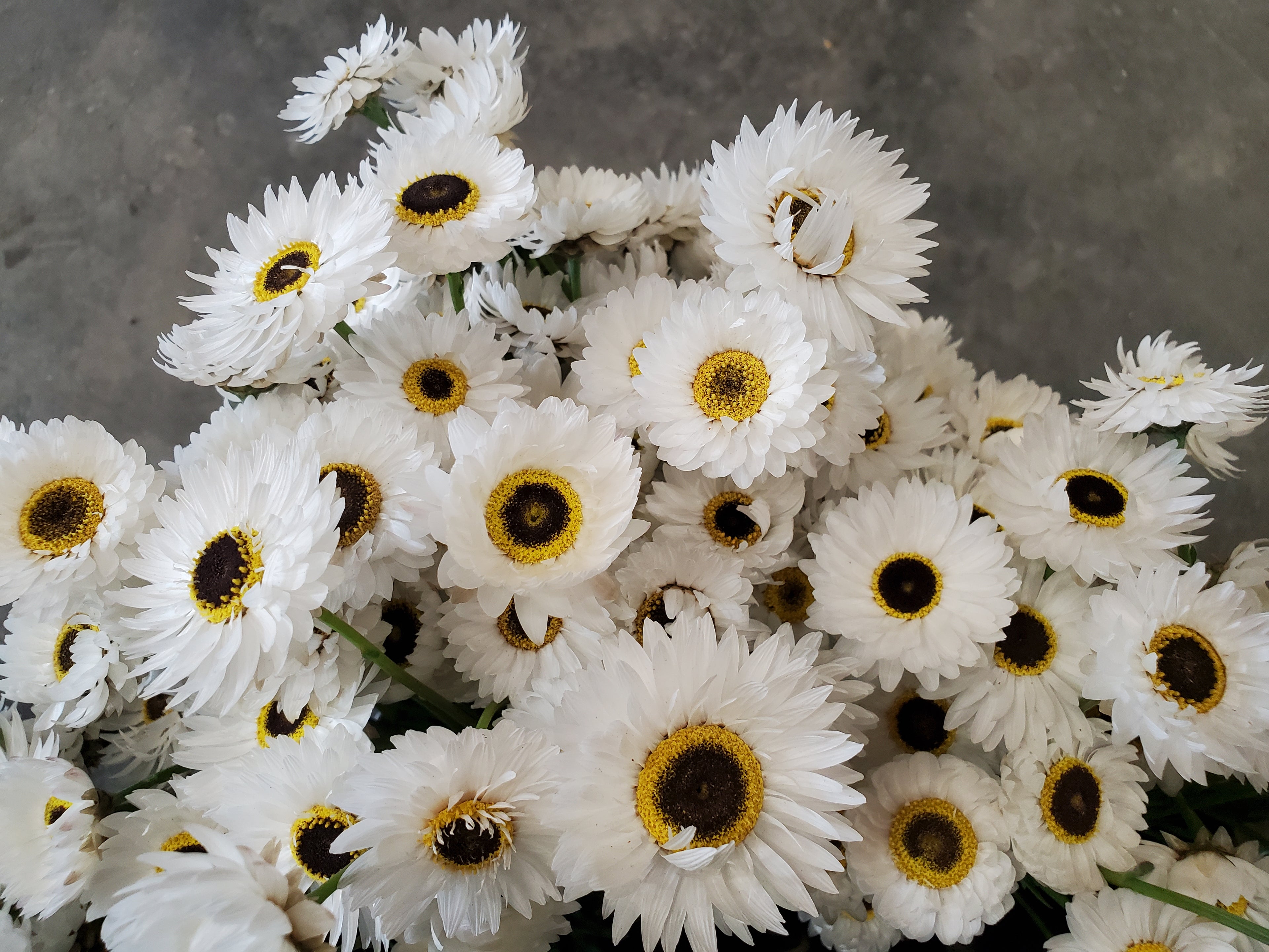 Paper Daisy
