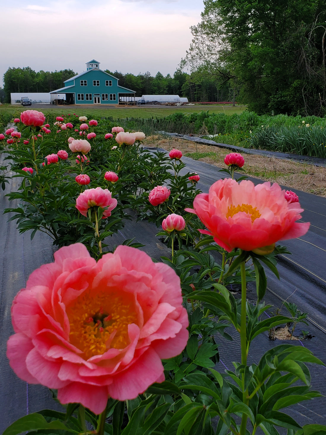 Peony