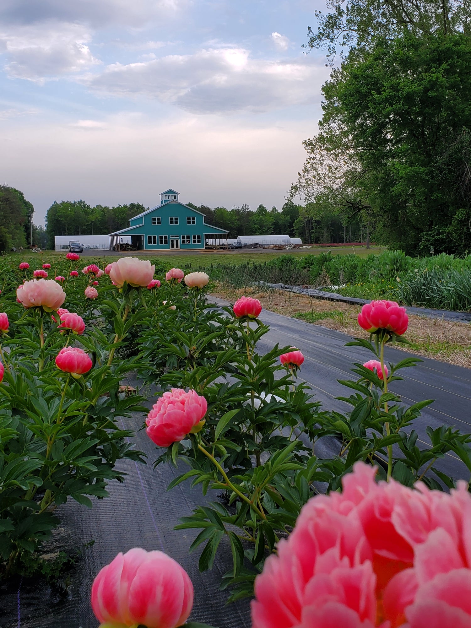 Peony