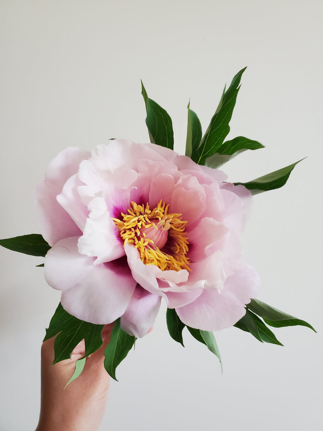 Peony