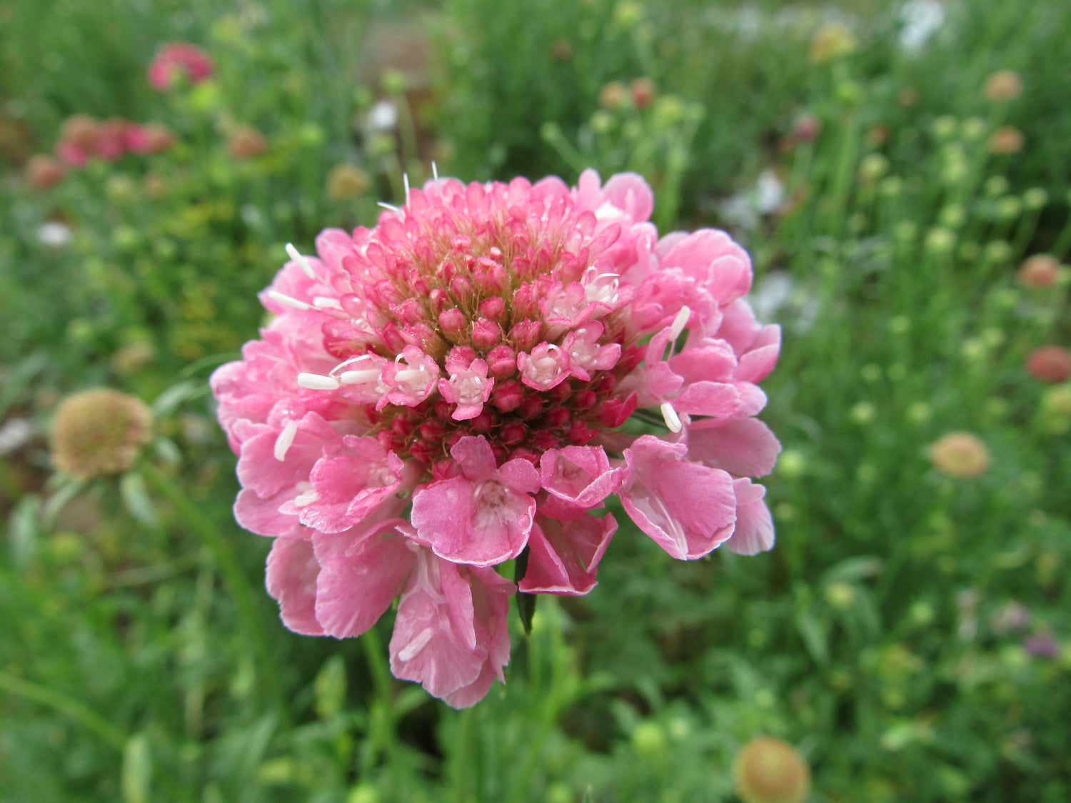 Scabiosa