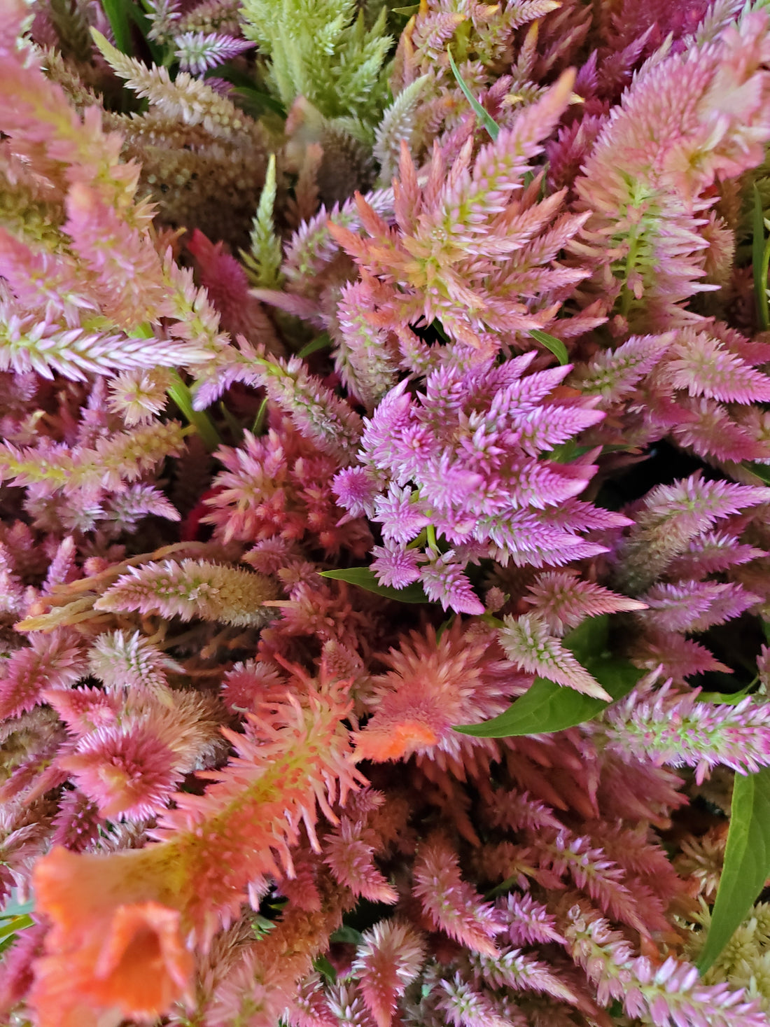 Celosia Plumed