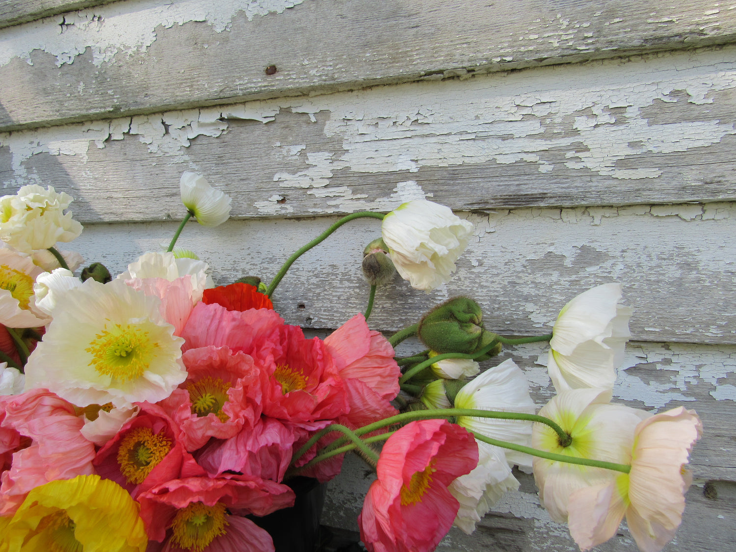 Poppy Colibri