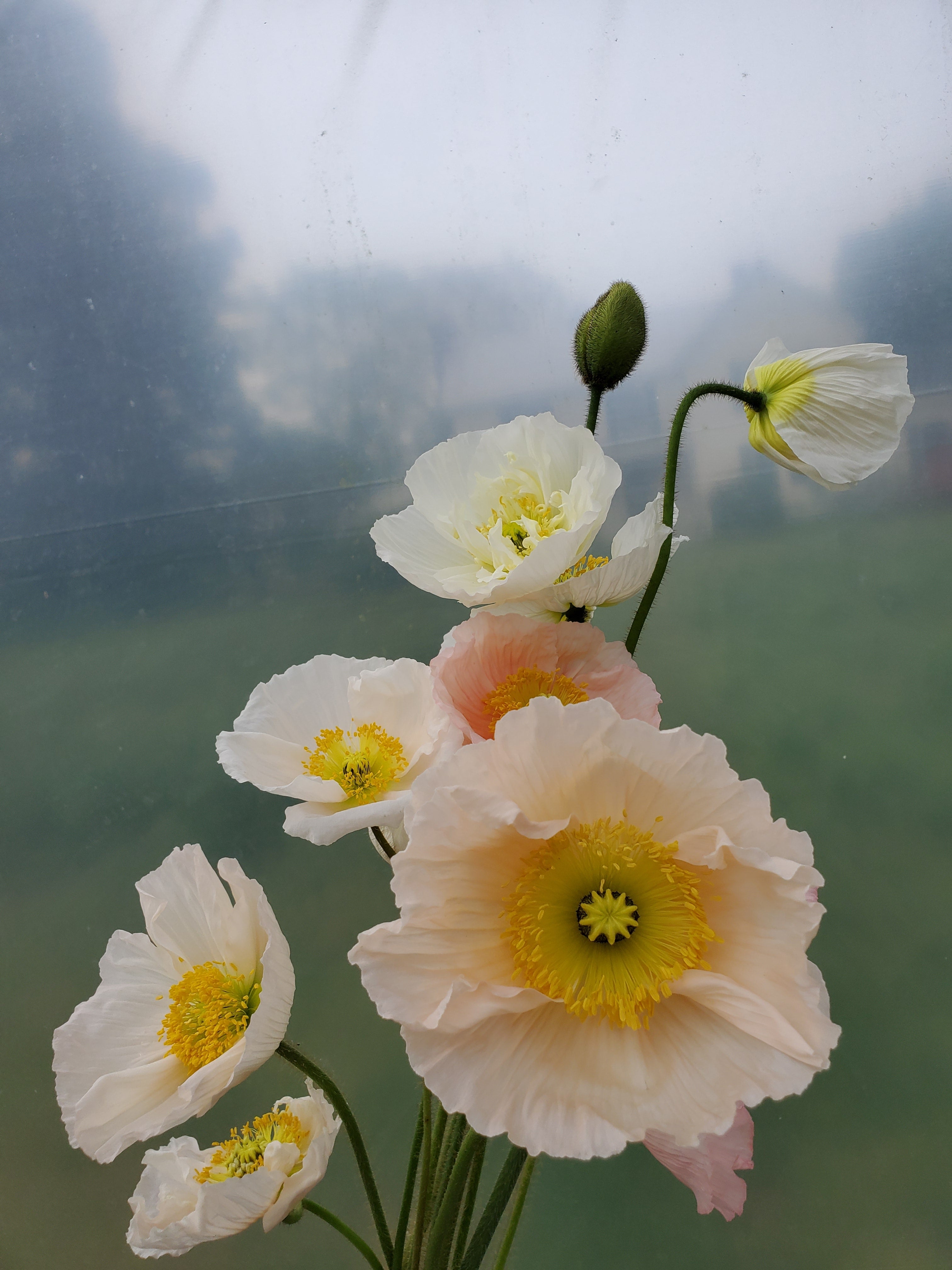 Poppy Colibri