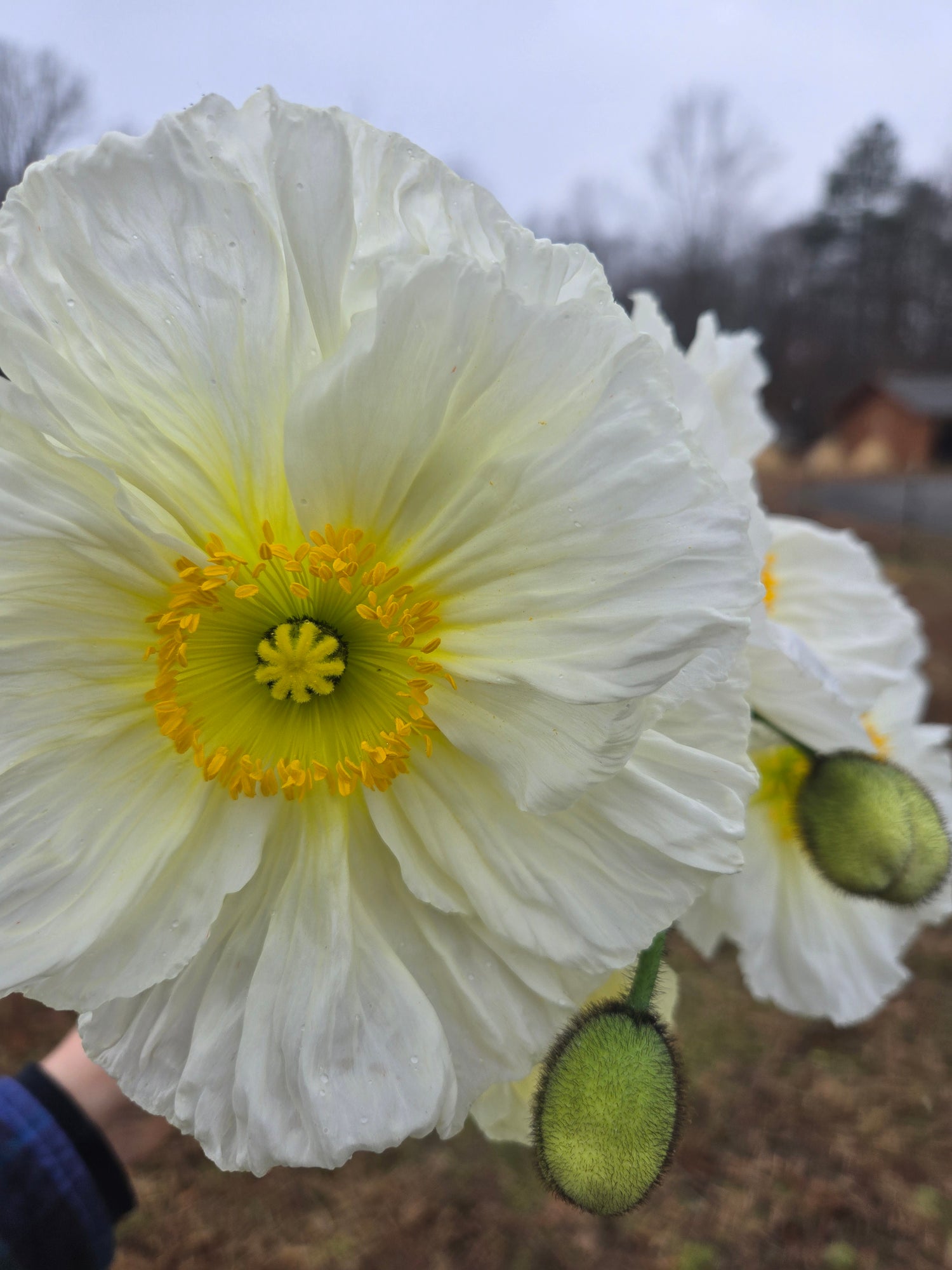 Poppy