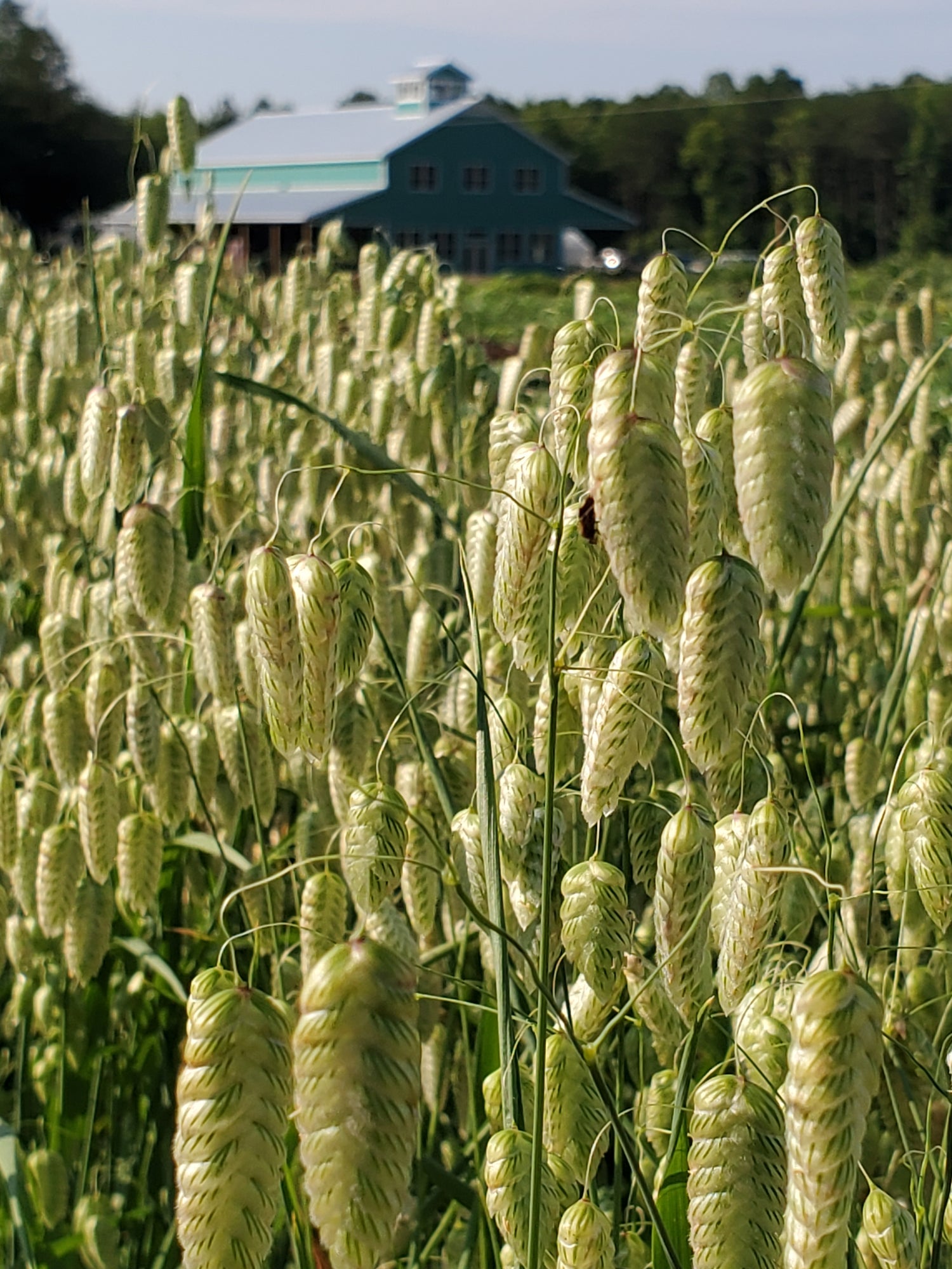 Grass- Quaking