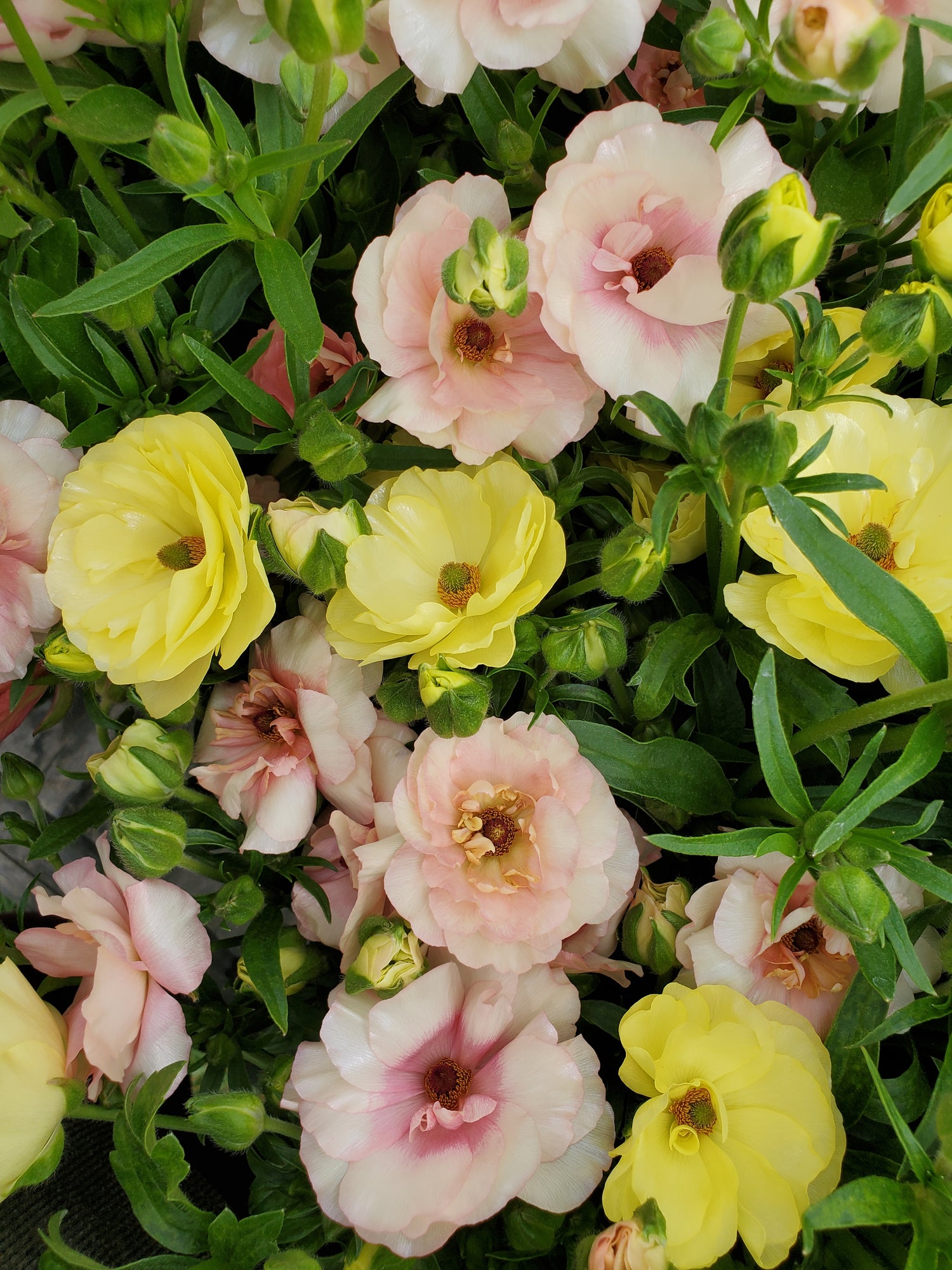 Ranunculus
