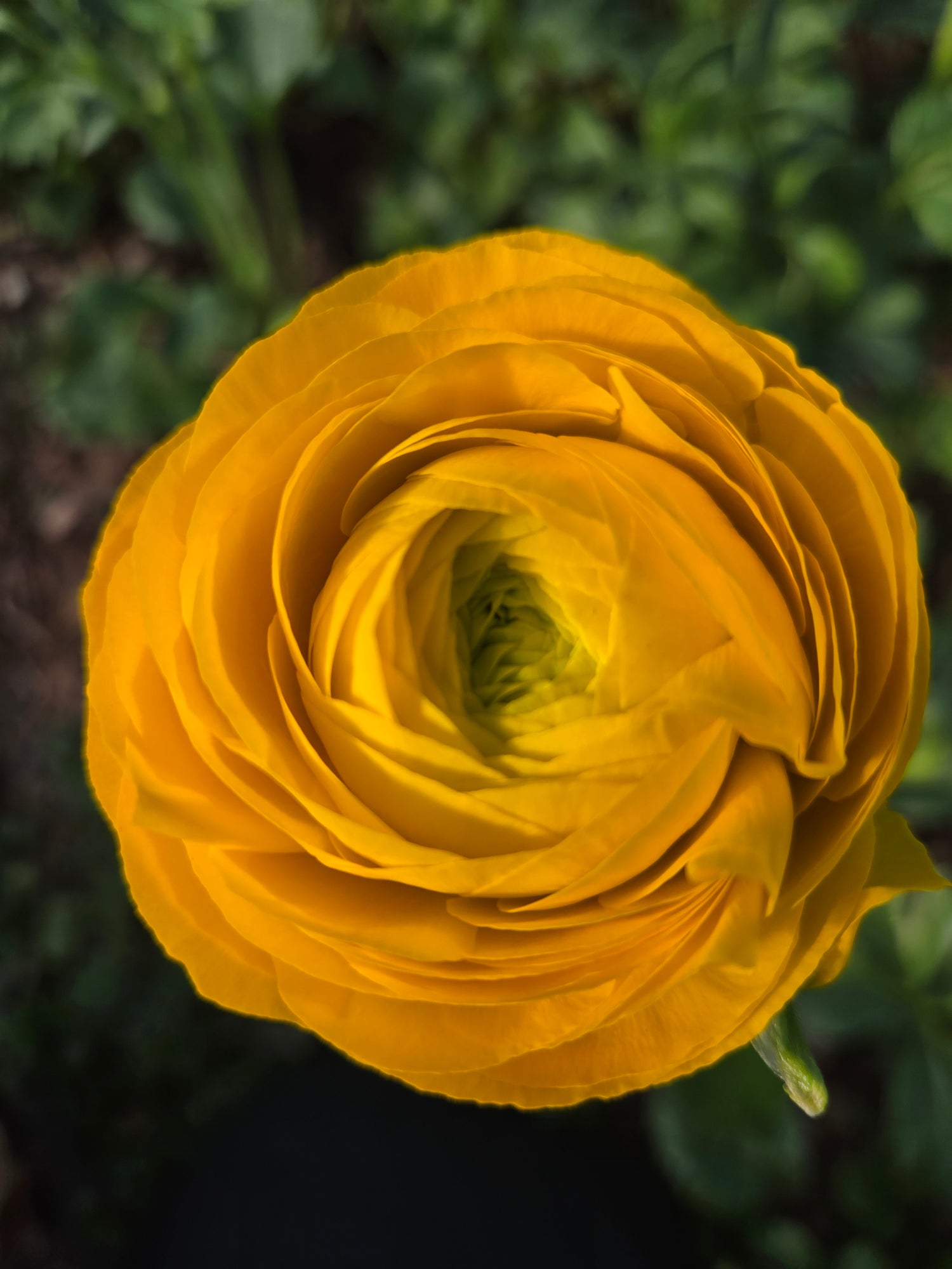 Ranunculus