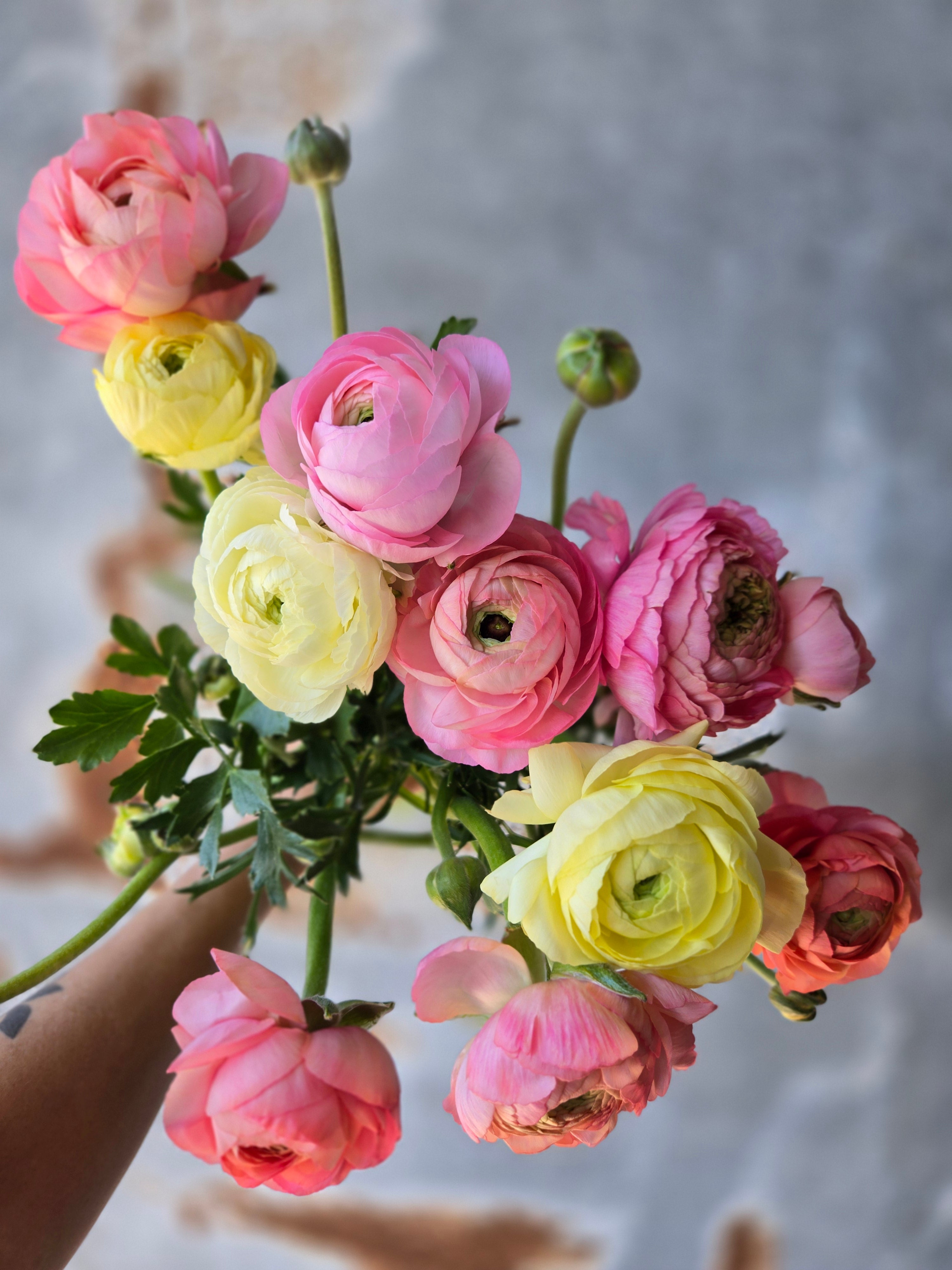 Ranunculus