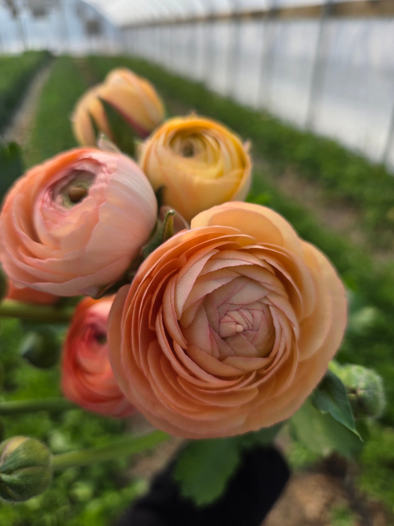 Ranunculus