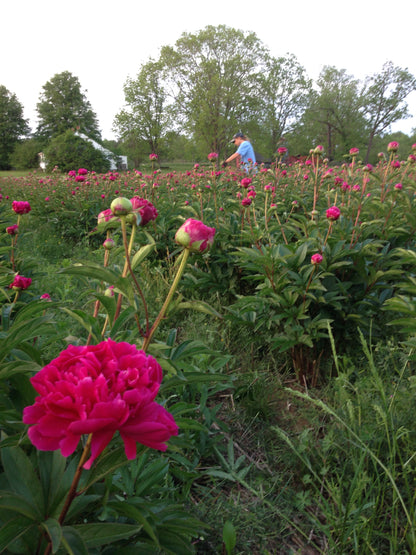 Peony