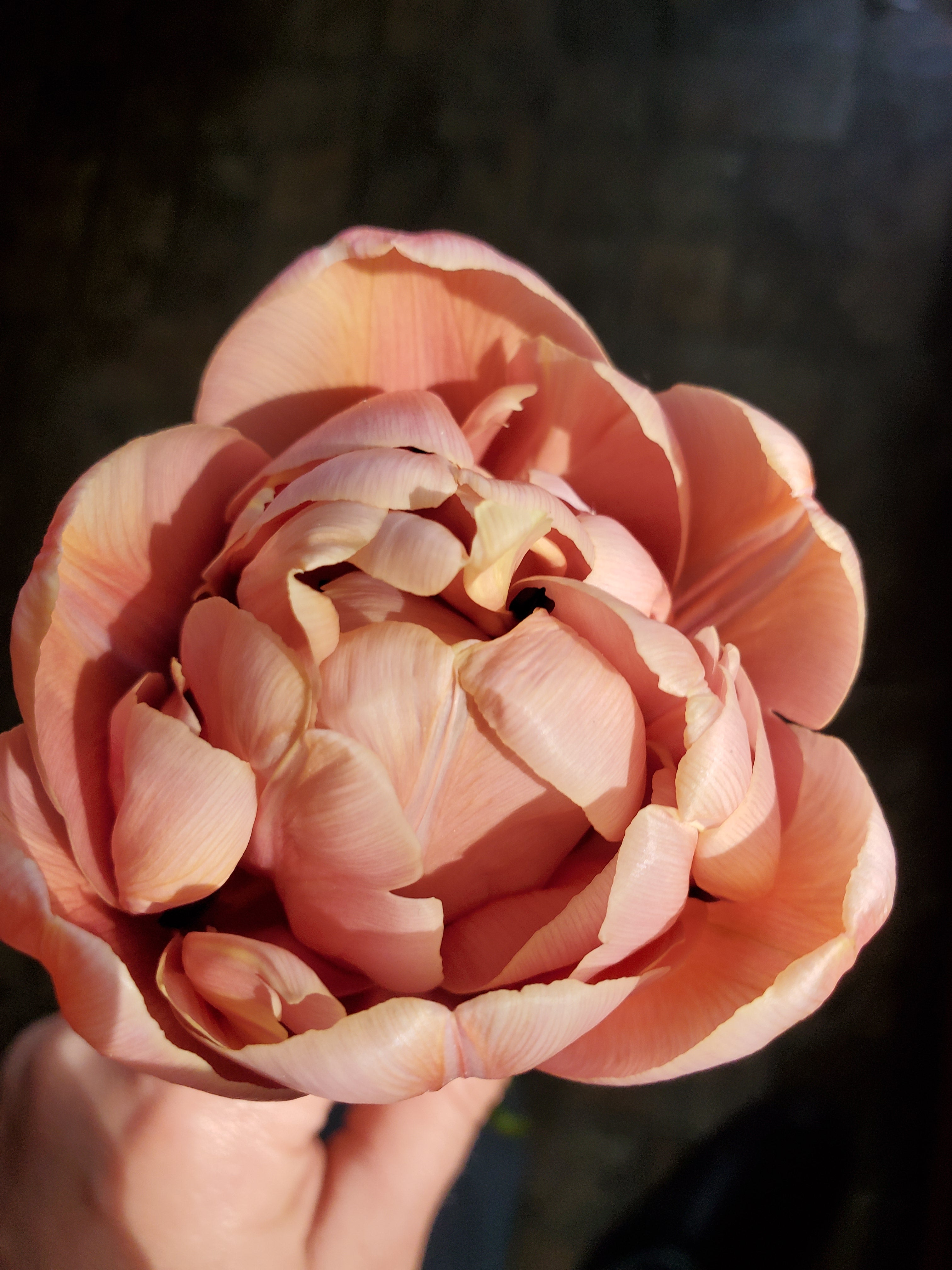 Tulip