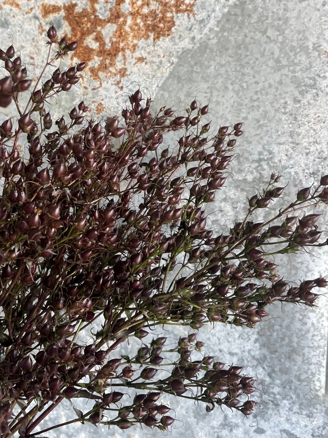 Penstemmon- Beardtongue
