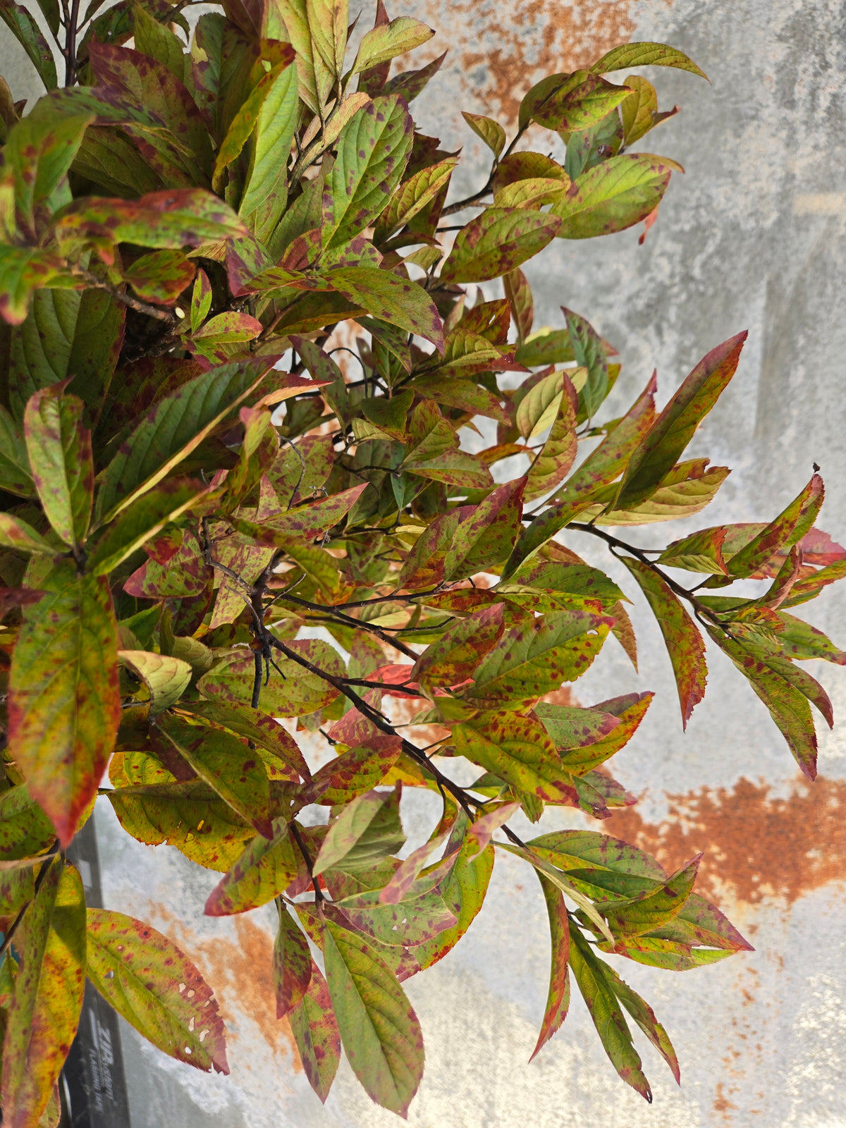 Itea- Foliage