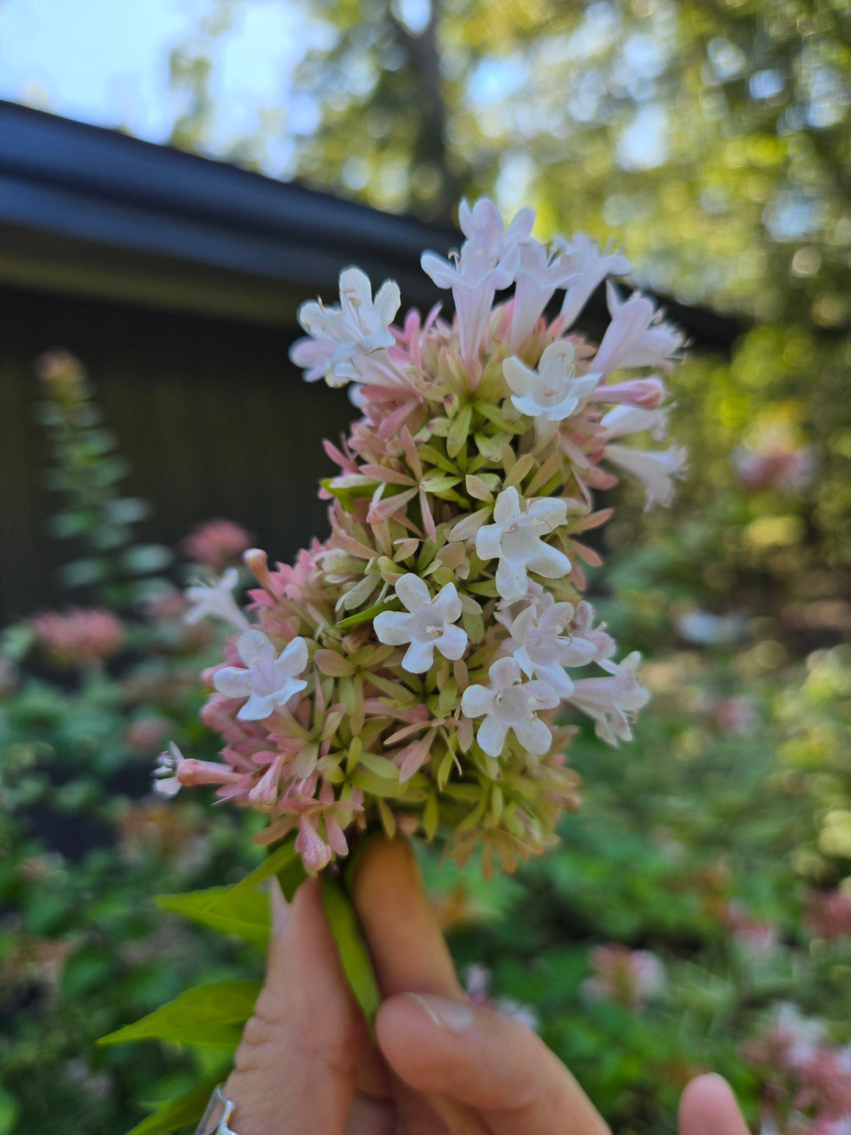 Abelia- Canyon Creek