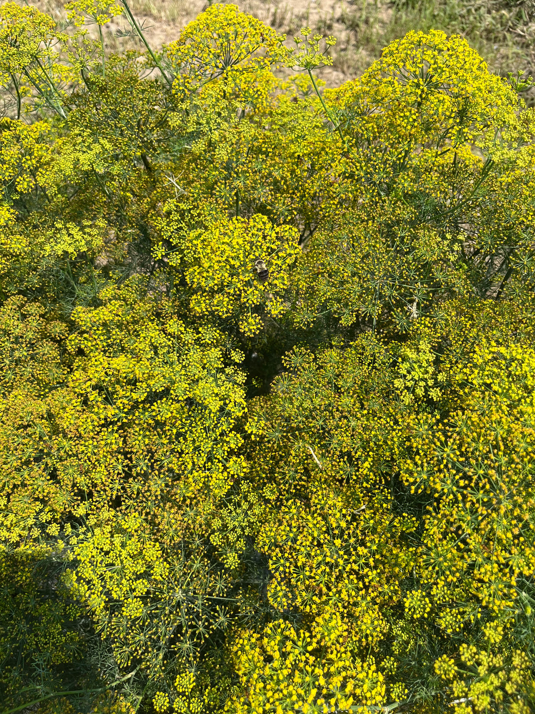 Fennel- Flowers
