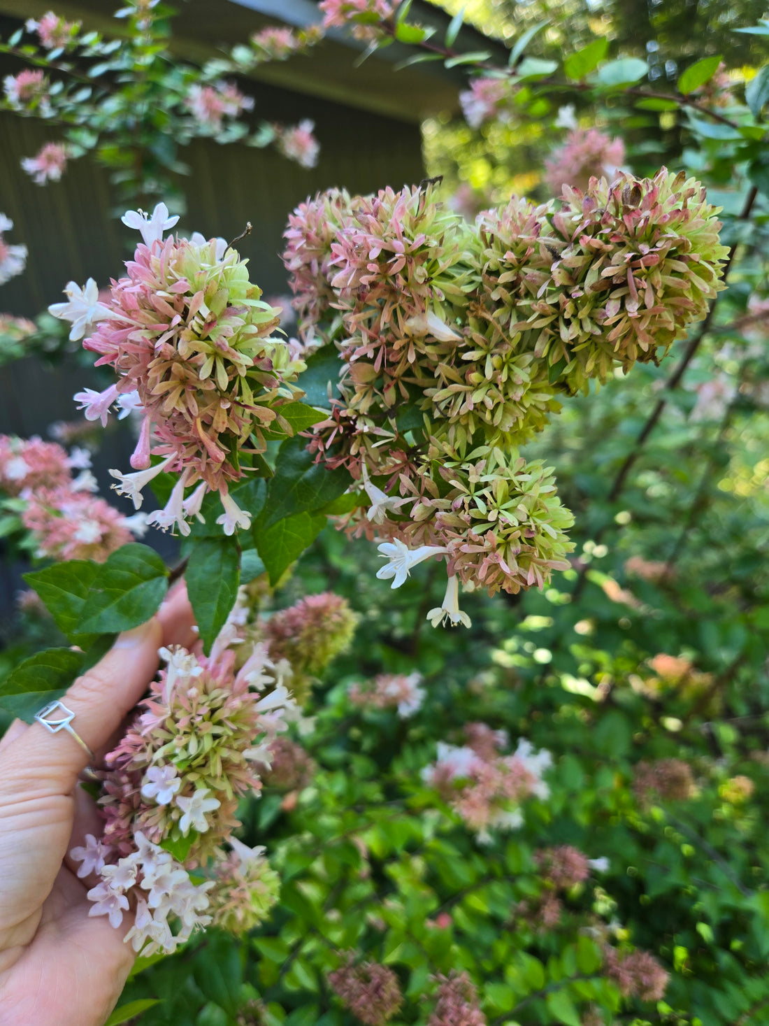 Abelia- Canyon Creek