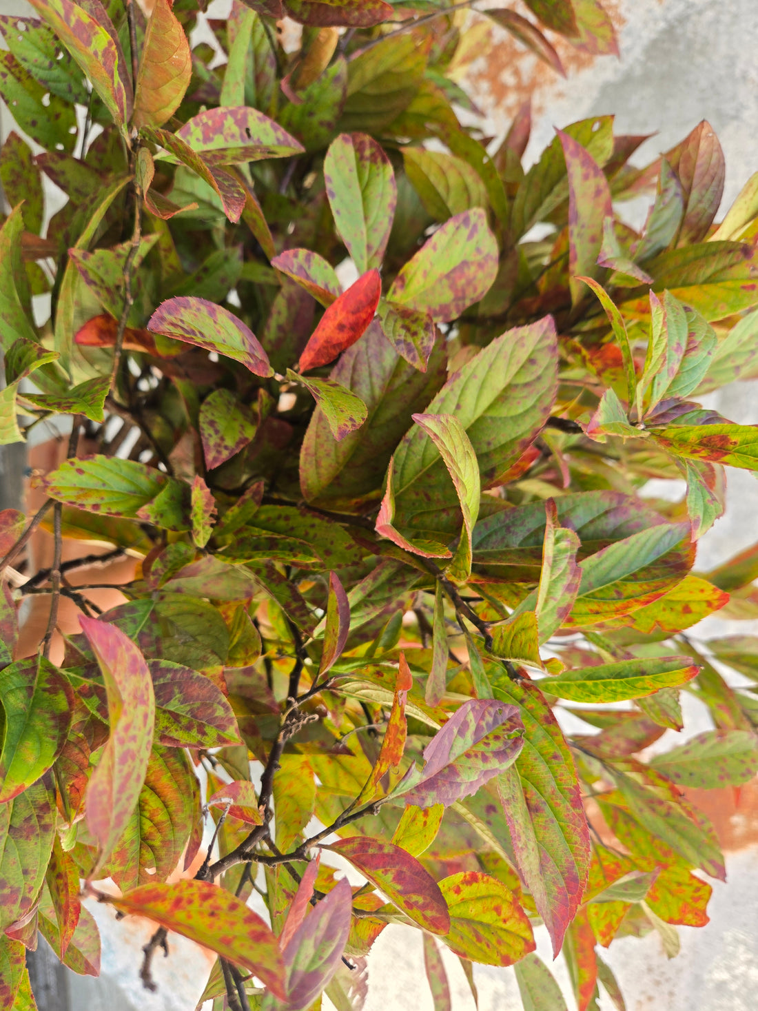 Itea- Foliage