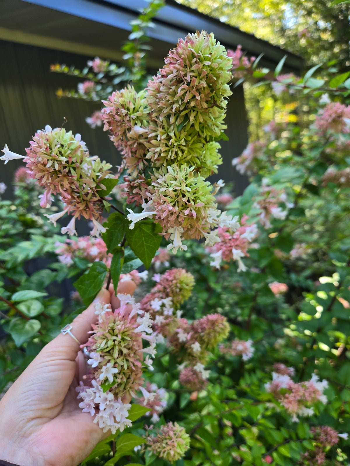 Abelia- Canyon Creek