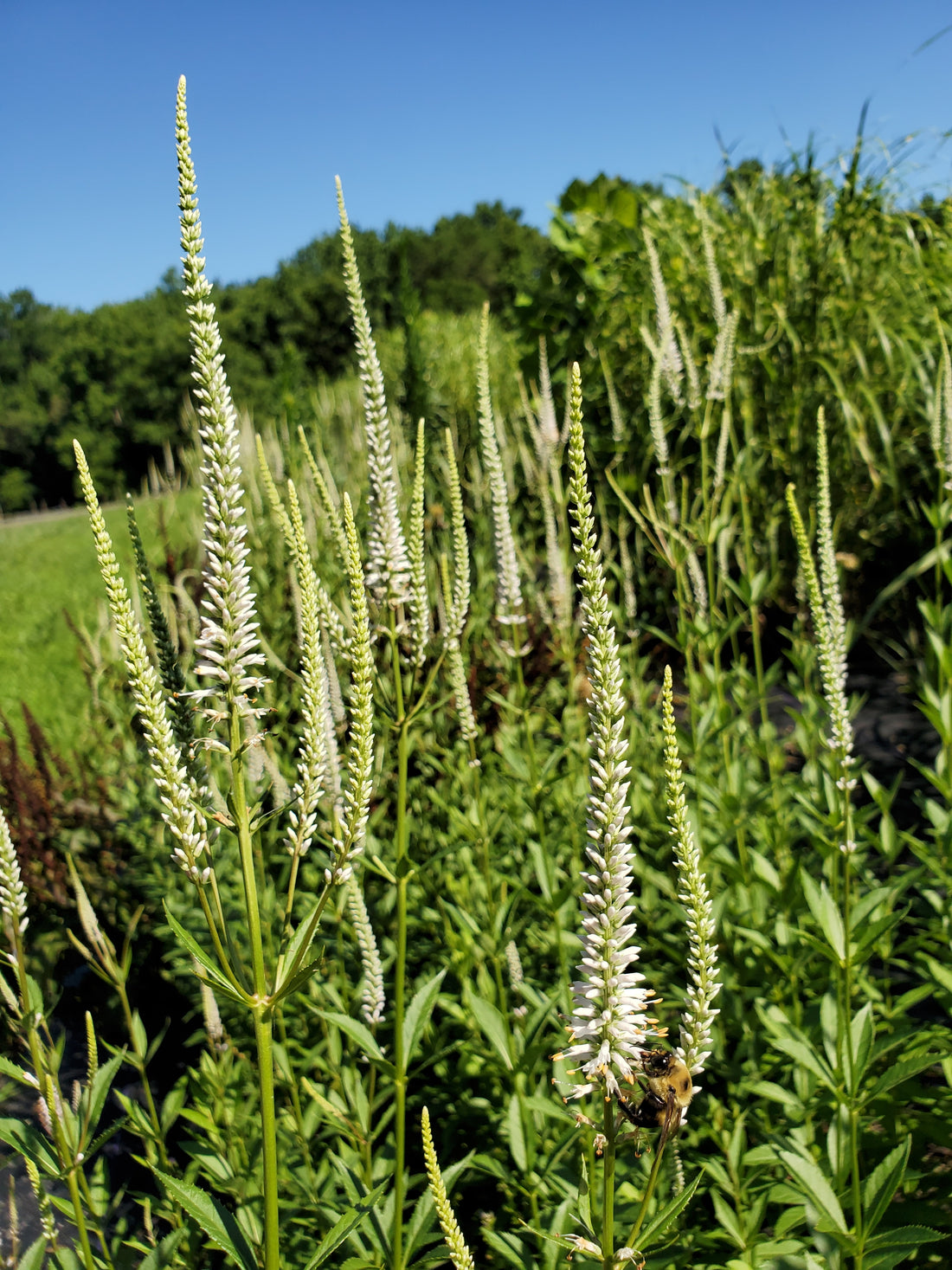 Veronica Virginicum : Native White