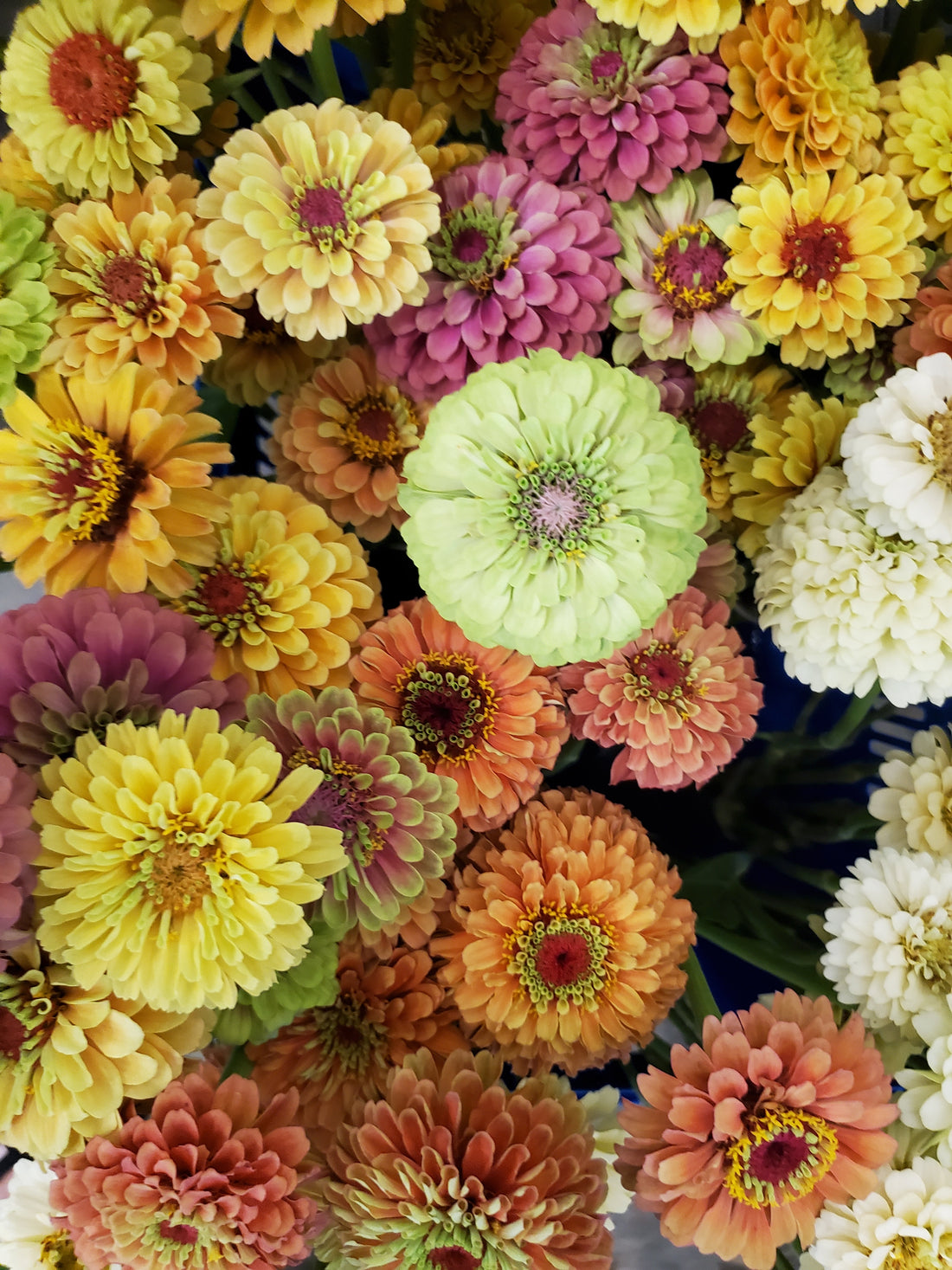 Zinnia Heirloom : Queen Red Lime