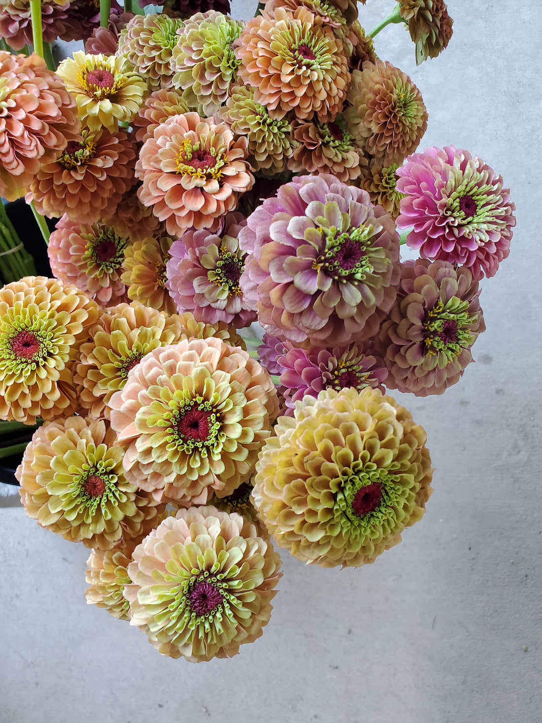 Zinnia Heirloom : Mix (Queen Series)