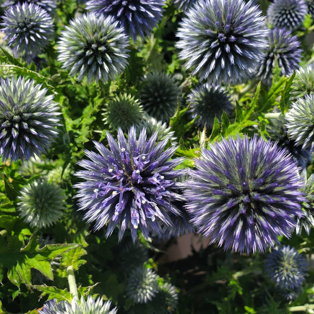 Echinops : Globe Thistle Fl.